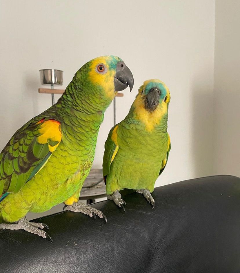 Alexandrine and Derbyan parrots 